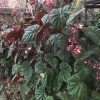 Begonia scharfii