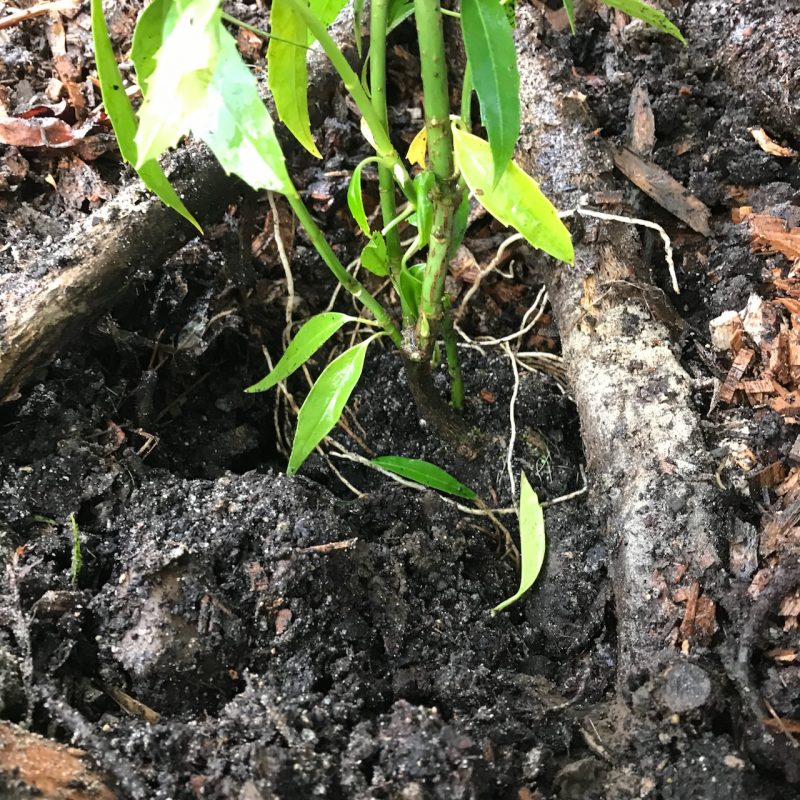 When to use mulch. Aucuba japonica var. honshu in deep soil rich in hummus