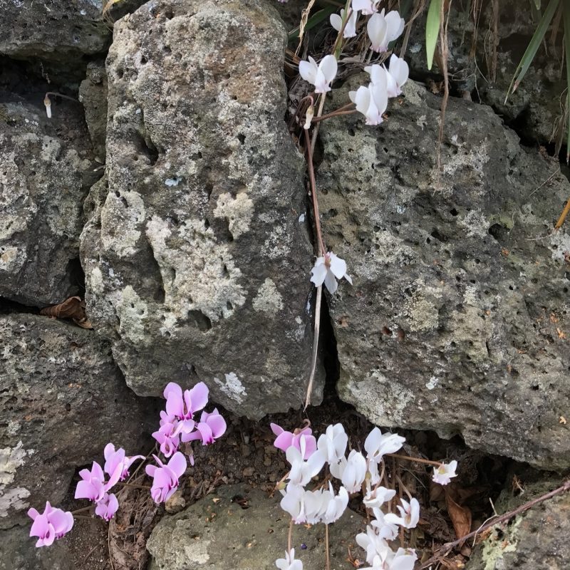 Cyclamen hederifolium in rock crevices at Gentiana.