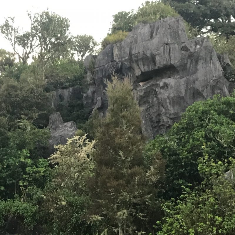 Limestone outcrops rock garden at the Waro reserve Hikurangi. Far north New Zealand