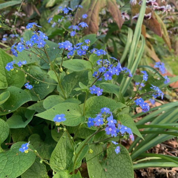 Brunnera macrophylla