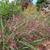 eragrostis ssp. - love grass