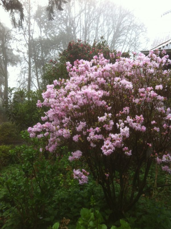 Rhododendron emasculum
