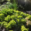 Euphorbia mysinites