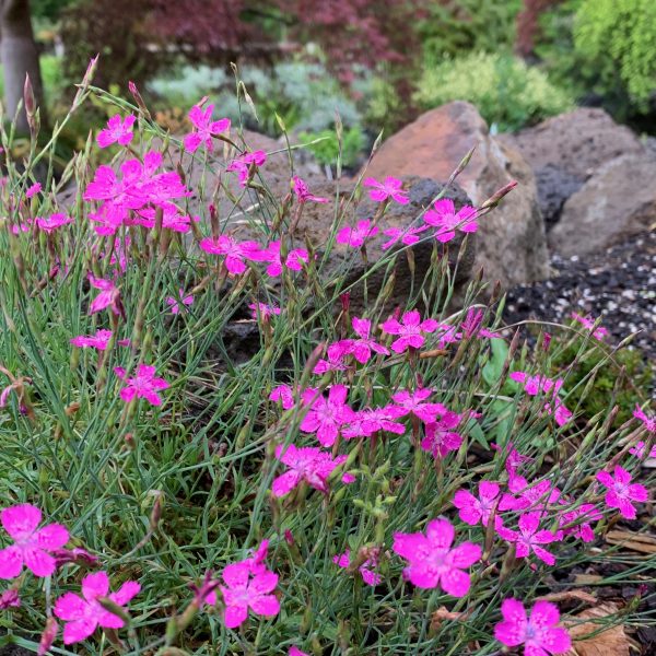 Dianthus deltoides