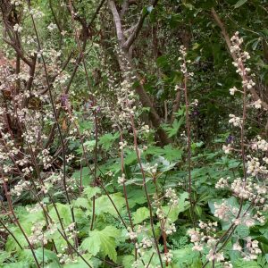 Heuchera villosa