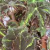 Begonia virbob