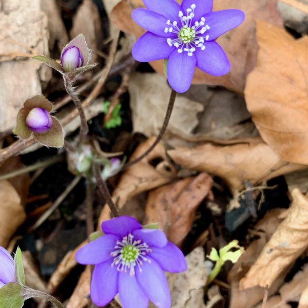 Hepatica nobilis