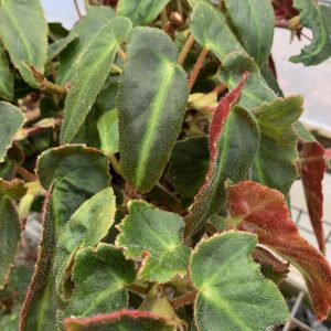 Begonia magdeline madson