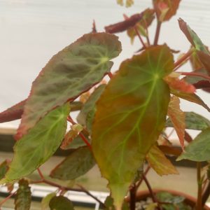 Begonia metrichiana