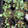 Cyclamen hederifolium seedlings