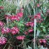 Gladiolus colvillei rubra